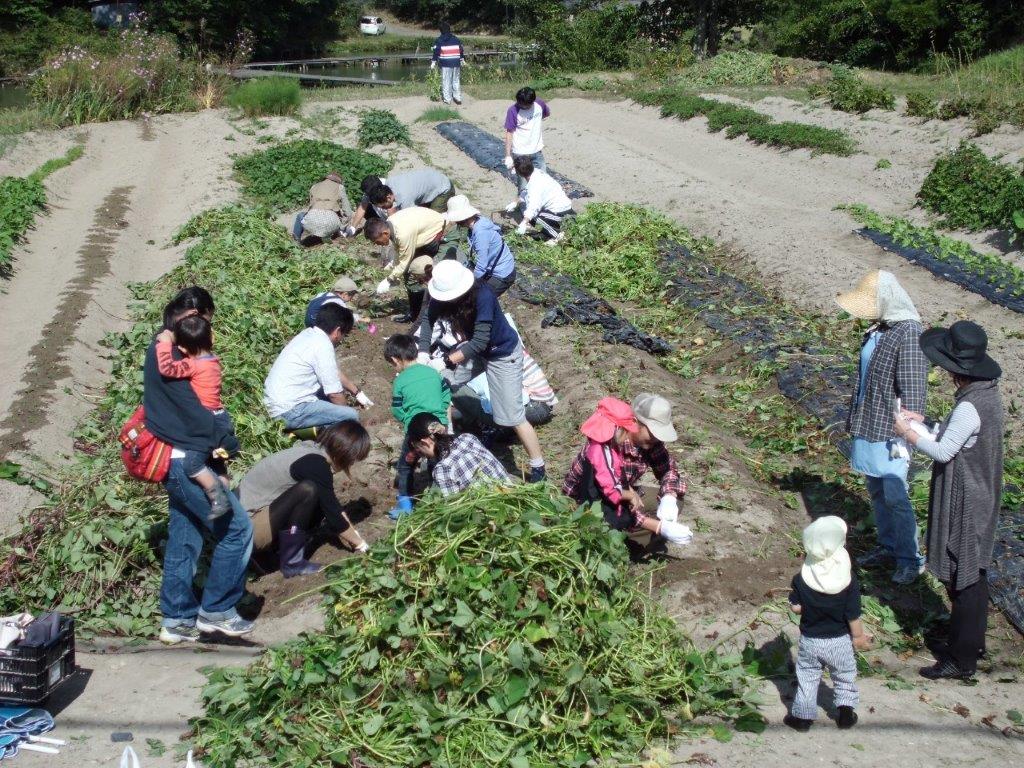 社内レクリエーション（芋ほり）